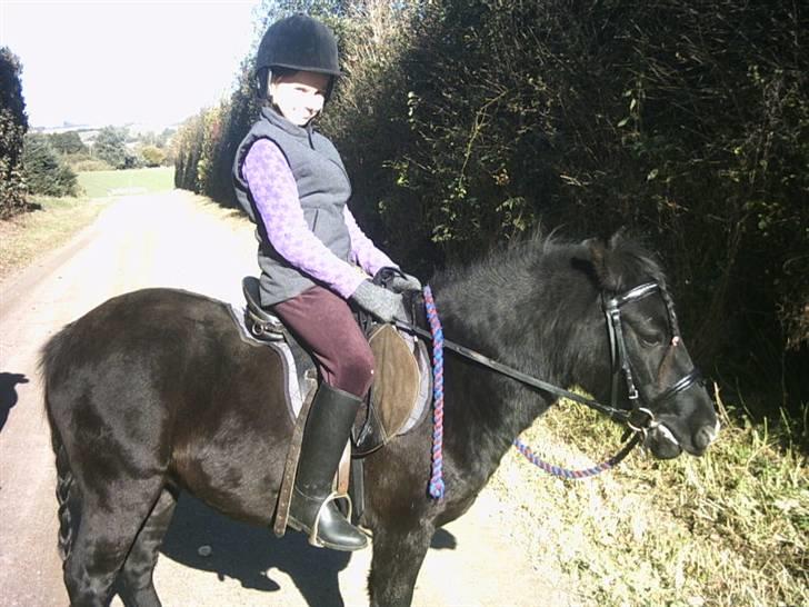 Welsh Mountain (sec A) Pegazus billede 14