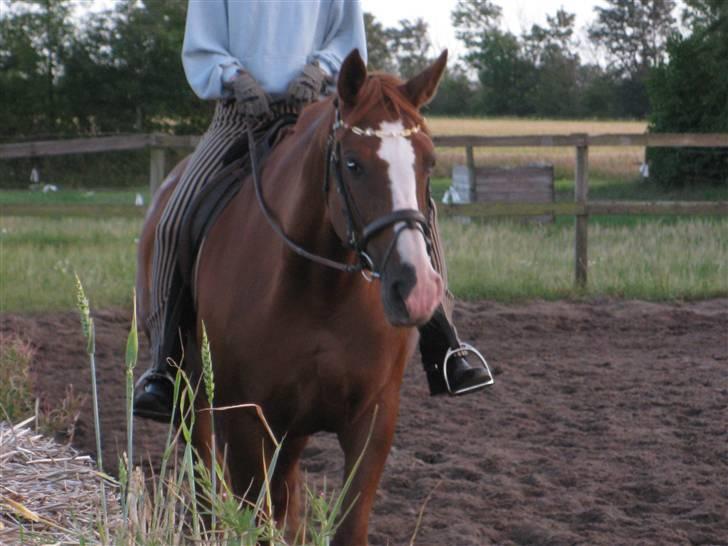 Dansk Varmblod Mutti Krogager - Det er rigtig spændende ude på banen billede 11