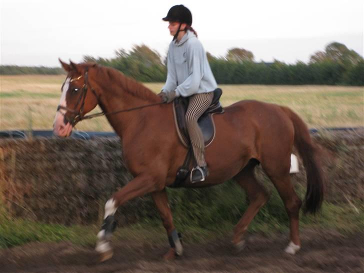 Dansk Varmblod Mutti Krogager billede 12