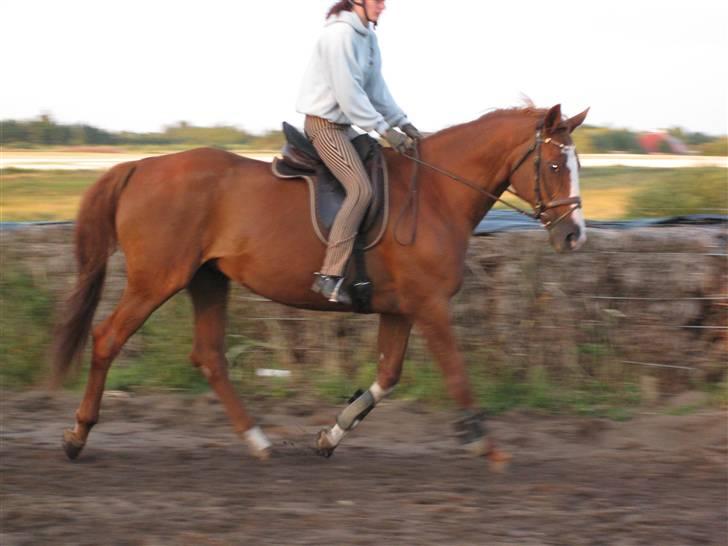 Dansk Varmblod Mutti Krogager billede 13