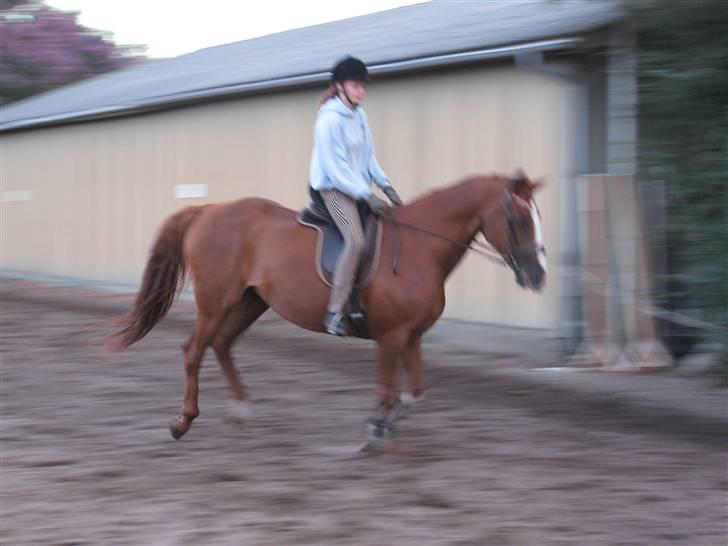 Dansk Varmblod Mutti Krogager billede 14