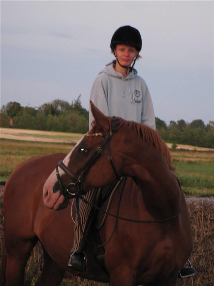 Dansk Varmblod Mutti Krogager - Færdig med dagens arejde. Puha det var godt. billede 15