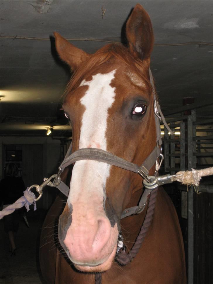 Dansk Varmblod Mutti Krogager - Farvel og tak fordi I kiggede med. Læg gerne en lille kommentar inden I går. billede 16