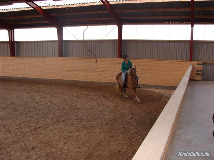 Haflinger Bosse<3 (EUR elevpony) - Billedet taget af: Schubert billede 17