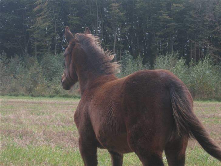 Traver Silke EC - I blæs vejr<33 Silke`s sidste dag hos vega. Foto: mig billede 3