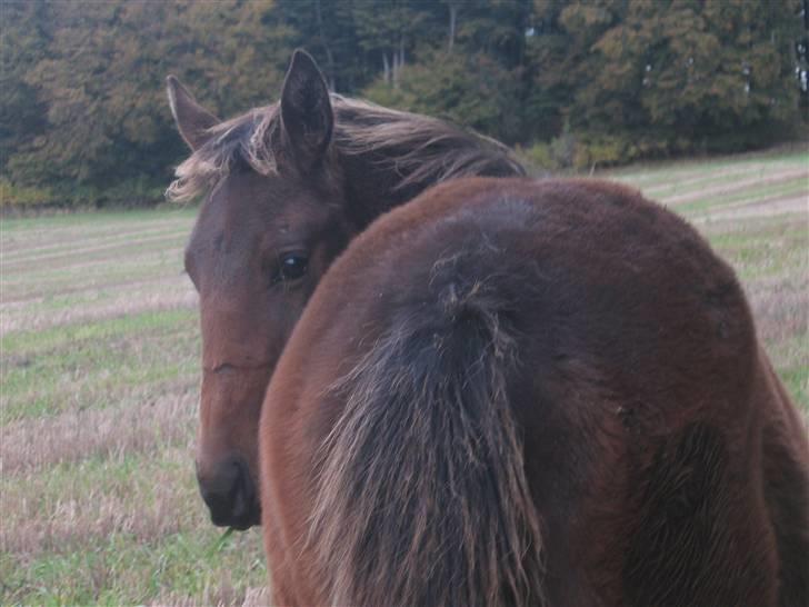 Traver Silke EC - Silke bag fra<33 Silke`s sidste dag hos vega. Foto: Mig billede 4