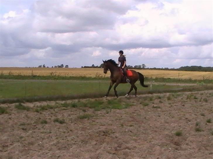 Dansk Varmblod Brogårdens Mirace billede 6