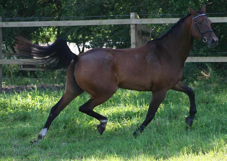 Dansk Varmblod Brogårdens Mirace - (Billede taget hos Tidligere ejer) billede 7