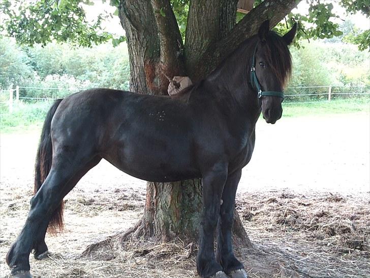 Anden særlig race Amaya #SOLGT# billede 13