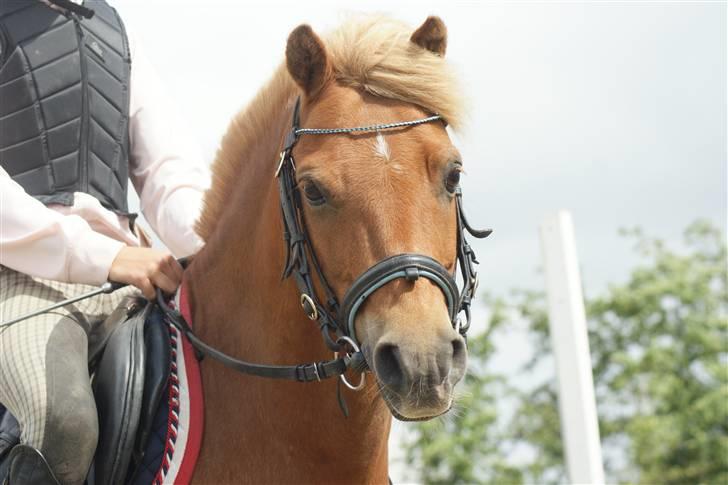 Anden særlig race Simba ******Solgt***** - Velkommen til super charme Simba. Smid lige en kommentar og bedømmelse billede 1