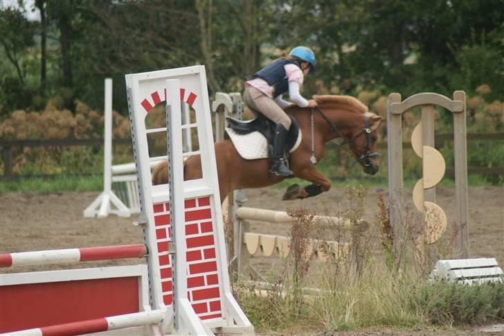 Anden særlig race Simba ******Solgt***** - Simba & Mig til undervisning billede 2