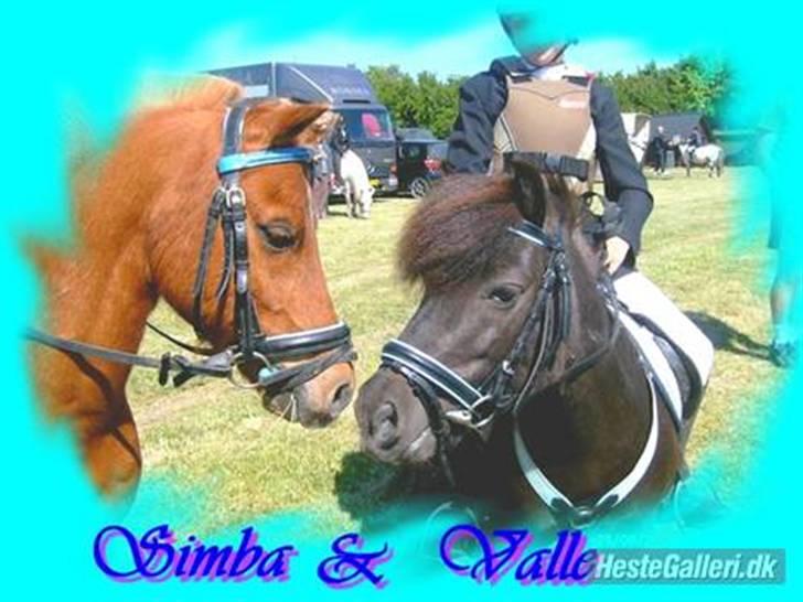 Anden særlig race Simba ******Solgt***** billede 3