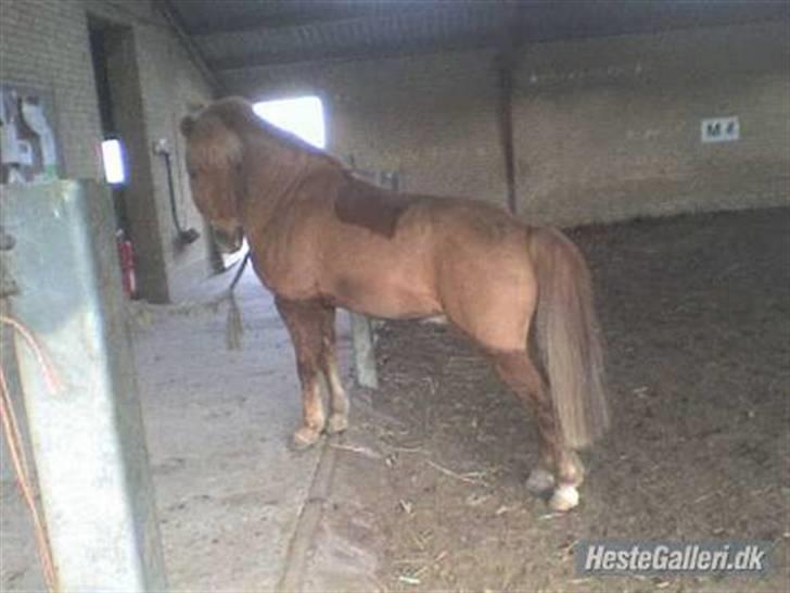 Anden særlig race Simba ******Solgt***** billede 4