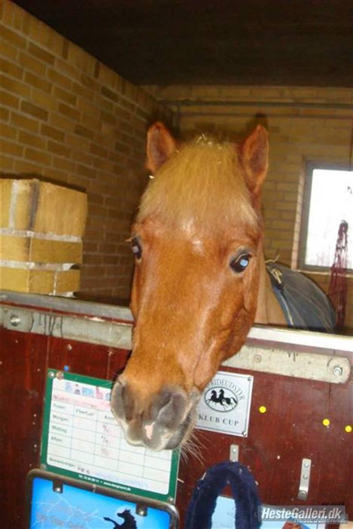 Anden særlig race Simba ******Solgt***** billede 6