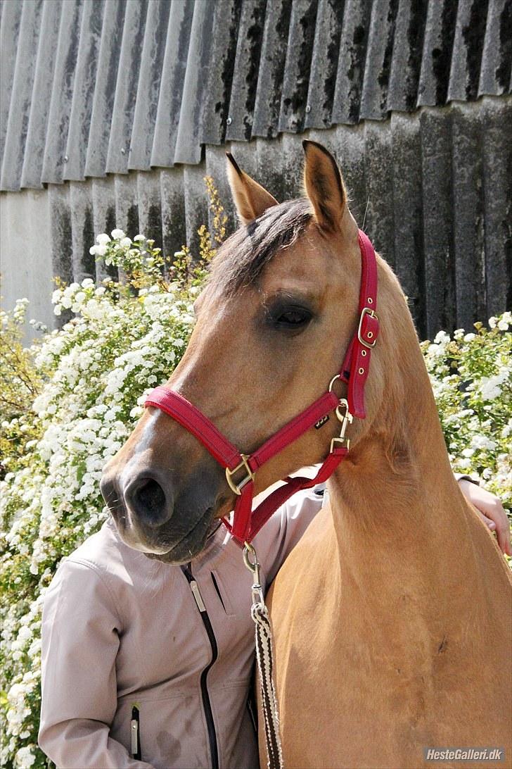 Anden særlig race Linka<3 - Smuk ikk? <3 billede 8