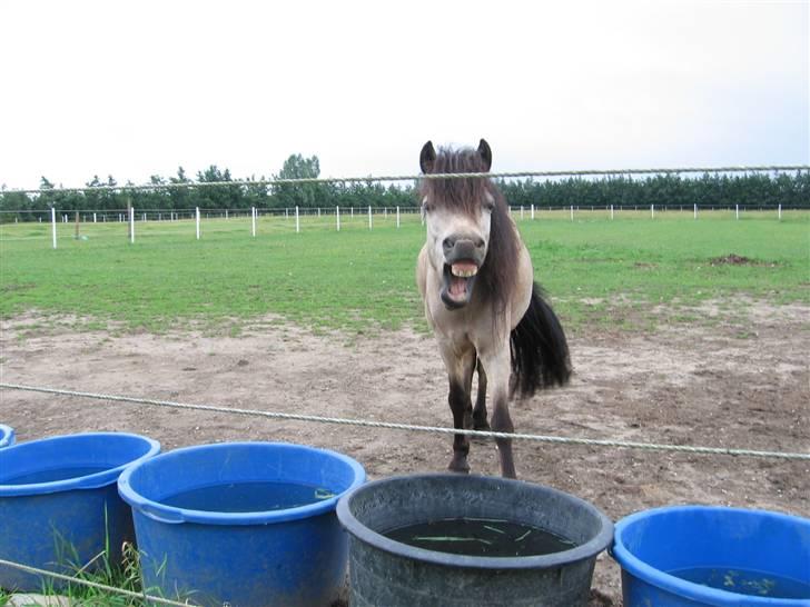 Anden særlig race Baldur - Se lige mine flotte bisser:-) billede 19