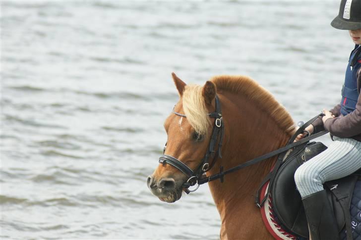 Anden særlig race Simba ******Solgt***** - Smil til verden & den smiler til dig. Husk lige og puste også XD billede 8