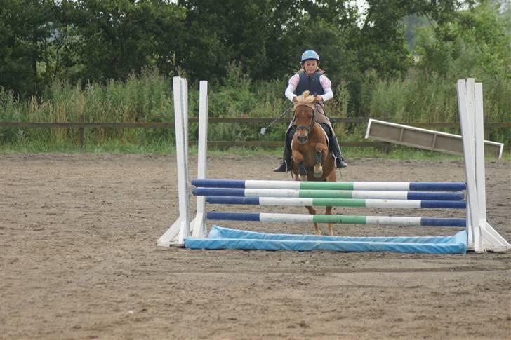 Anden særlig race Simba ******Solgt***** billede 10