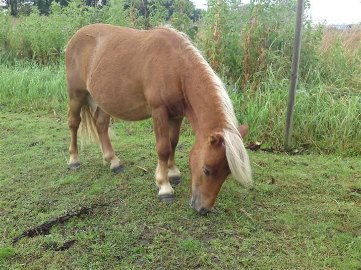 Miniature Filur ( figurt ) <3 solgt - du er så fint me sommer pelsen <3 billede 19