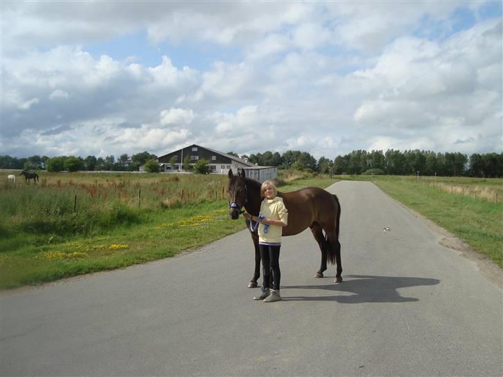 New Forest Bøgeagers Ponto billede 3