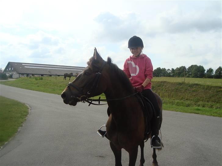 New Forest Bøgeagers Ponto - Første dag med ham <3 billede 4