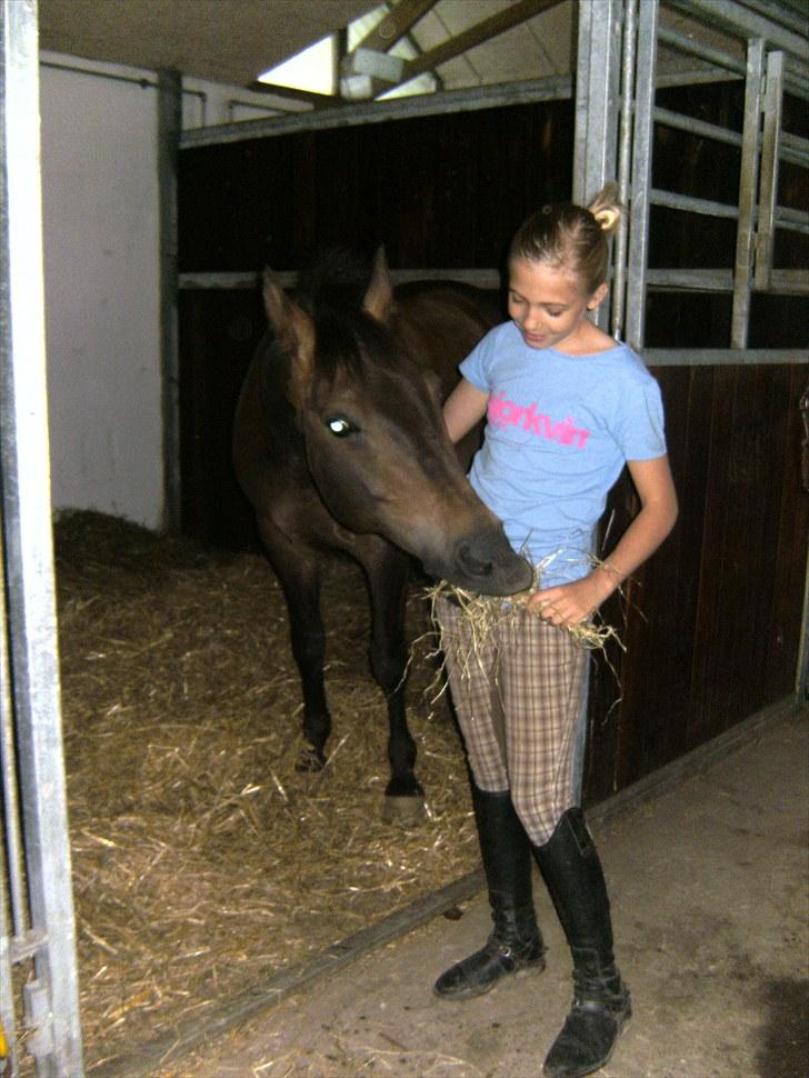 New Forest Bøgeagers Ponto billede 6