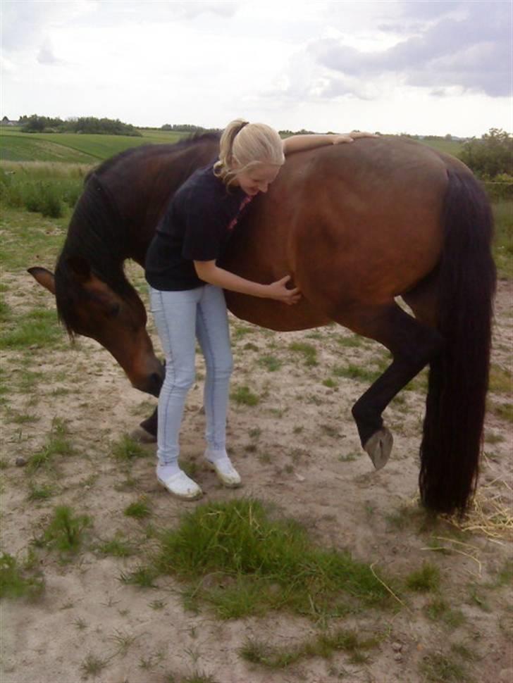 New Forest /Pinto   Celine -  Cille  - 22/6-09 . Cille løfter benet når man klør hende det rigtige sted . :) . Foto: Mor billede 15