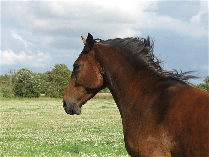 Dansk Varmblod Luna Ninni † 5 novembver 2011† - Tak for kigget :-) læg gerne en kommentar og bedømmelse  billede 20