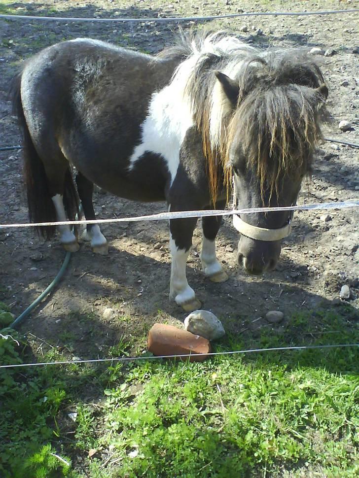 Shetlænder Smilla SOLGT billede 11