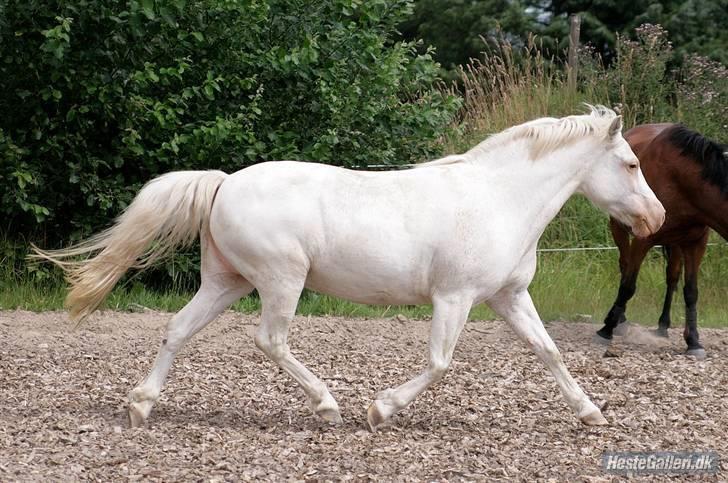 Anden særlig race Ofelia! *SOLGT:´(* - heej og velkommen til min profil! her er så min over lækre trav!(: foto: Loden billede 1