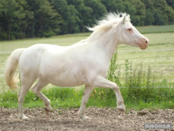 Anden særlig race Ofelia! *SOLGT:´(* - AAARRGGH! flyyyygt!! min lækre trav igen! foto: Merle billede 2