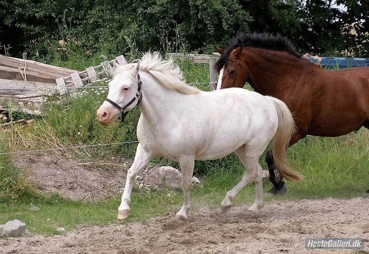 Anden særlig race Ofelia! *SOLGT:´(* - KOM NUUU Robin! jeg vil vidre!XD vi løssprang "dem" men øffe tog kun 2 spring så gad hun ski ikke mere! foto: Loden billede 3