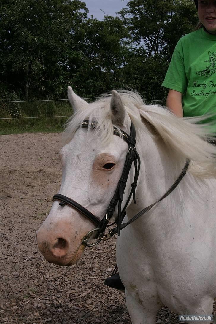 Anden særlig race Ofelia! *SOLGT:´(* - se lige mit smukke hoved! jeg er da bare for lækker! foto: Loden billede 4