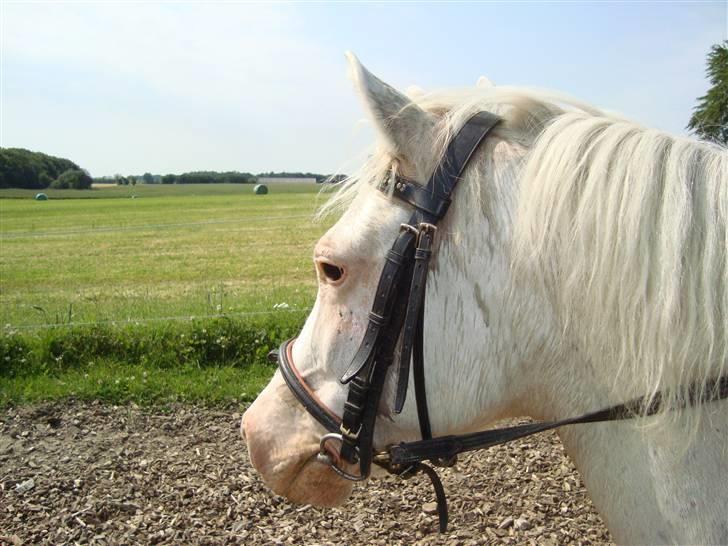Anden særlig race Ofelia! *SOLGT:´(* - ude at ride:) hehe den smukke pony fik lige øje på noget:) foto: miig:) billede 5