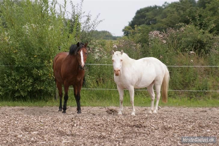 Anden særlig race Ofelia! *SOLGT:´(* - hvaa Robin? hva´eh hva tror du de laver? spørger Øffe foto: Loden billede 8