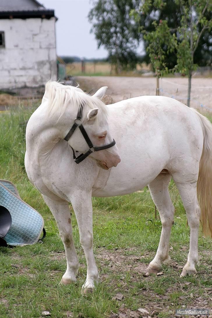 Anden særlig race Ofelia! *SOLGT:´(* - hvad er det du laver ello? Foto: Loden billede 9