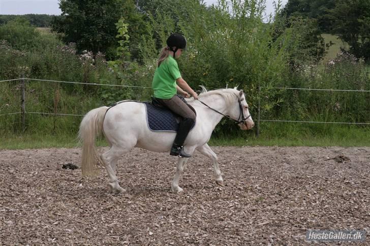 Anden særlig race Ofelia! *SOLGT:´(* - så traver vi lige lidt(: SVÆRT at sidde i! foto: Loden billede 10