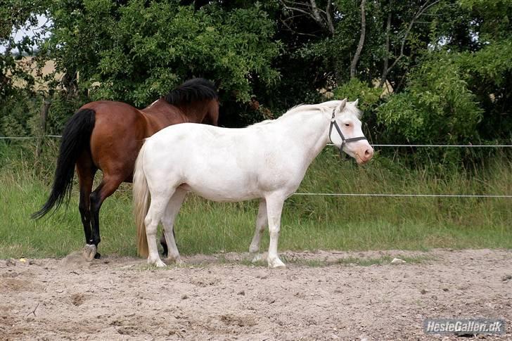 Anden særlig race Ofelia! *SOLGT:´(* - eeeii NU gider jeg altså ikke mere så nu tager jeg altså en slapper! foto: Loden billede 14