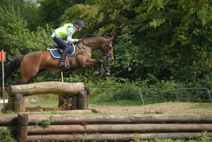 Fuldblod (XX) My Topaz xx - Smal forhindring i Sønderskov :D billede 17