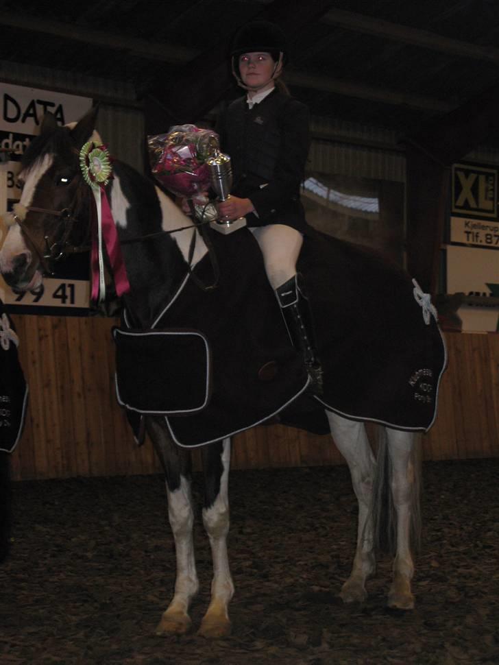 Hollandsk Sportspony SPECIAL udlånt - Klubmestre 2008.  billede 3