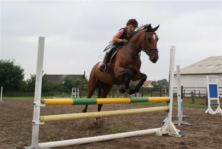 Anden særlig race Chayenne billede 8