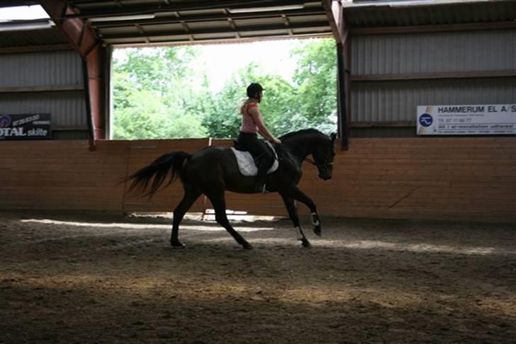 Anden særlig race Gardue (Gustav) R.I.P elsket og savnet! billede 5