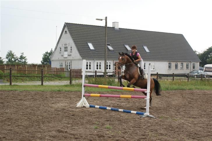 Anden særlig race Chayenne billede 9