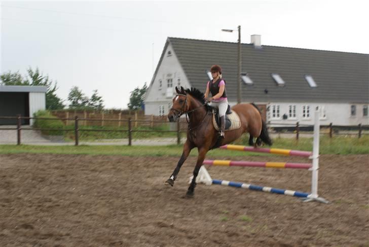 Anden særlig race Chayenne billede 10