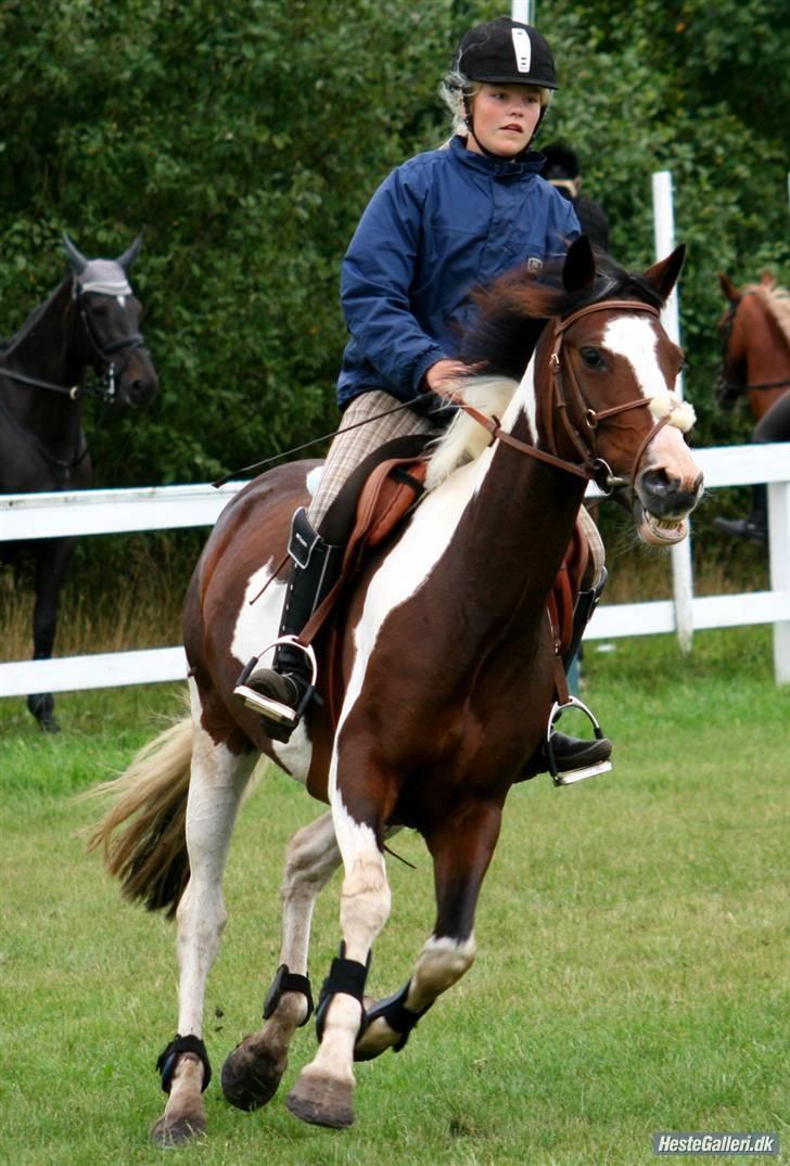 Hollandsk Sportspony SPECIAL udlånt - Springkursus SPS 2008. billede 9