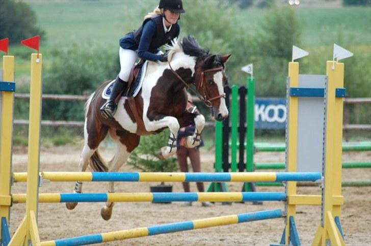 Hollandsk Sportspony SPECIAL udlånt - Første stævne efter skaden - fejlfri ULB* 2010  billede 10
