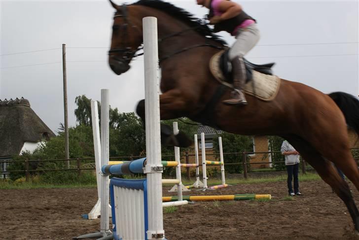 Anden særlig race Chayenne billede 11