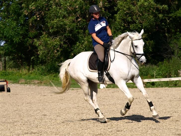 Hannoveraner Weltmann - En af de første gange vi rider hjemme :) Juli 2009 billede 5