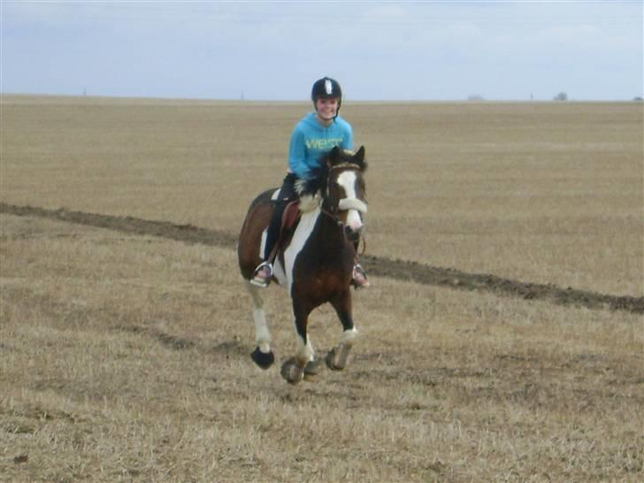 Hollandsk Sportspony SPECIAL udlånt - galop 2008. billede 13
