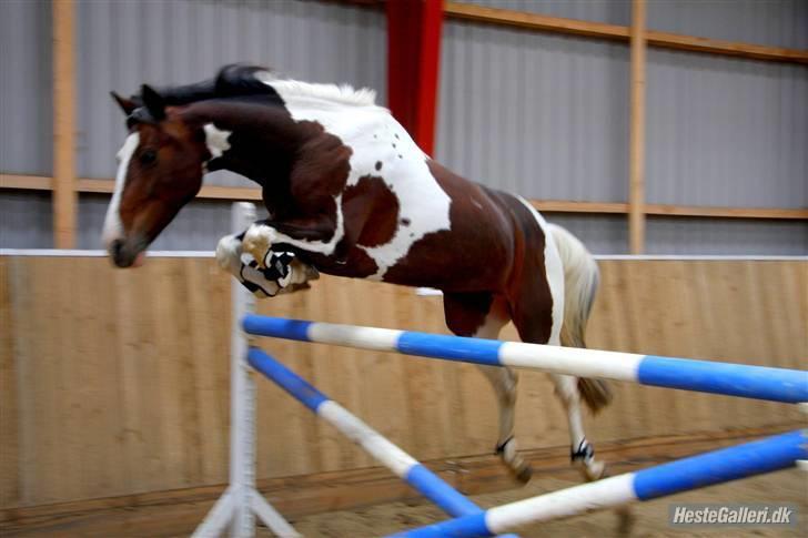 Hollandsk Sportspony SPECIAL udlånt - 2008, 120 cm. billede 16